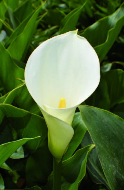 【希少】ヴィンテージ　1948 Calla Lily Leaf トレイ 希少】ヴィンテージ 1948 Calla Lily Leaf トレイCalla Lily / OT